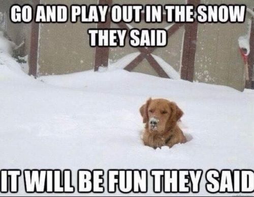 dog go play in snow.jpg